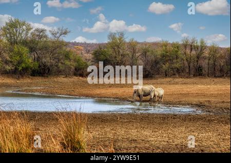 Zwei Nashörner, Mutter und Kalb im afrikanischen Busch, am Wasserloch, Wildnis, Akazienbäume Hügel im Hintergrund Stockfoto