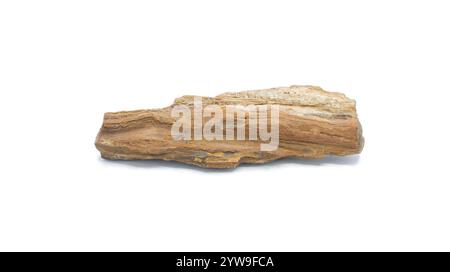 Versteinerte oder fossile Holzreste der Landvegetation. Die Versteinerung ist das Ergebnis, dass ein Baum oder baumähnliche Pflanzen durch Stein ersetzt wurden Stockfoto