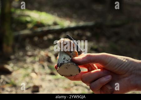 Pilze auf einer Lichtung im Herbstwald. Suche nach Pilzen im Wald. Pilzernte Stockfoto