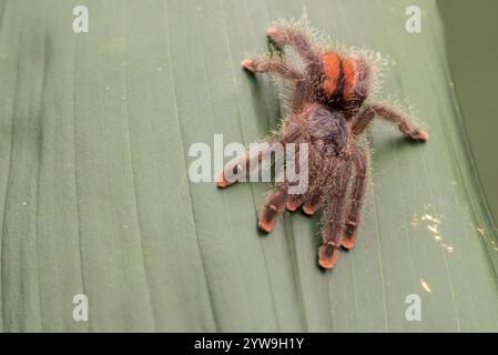 Rosafarbene Zehenmarkentarantula. Auf einem Dschungelblatt ruhen. Konzentrieren Sie sich auf die Augen. Platz zum Kopieren. Stockfoto