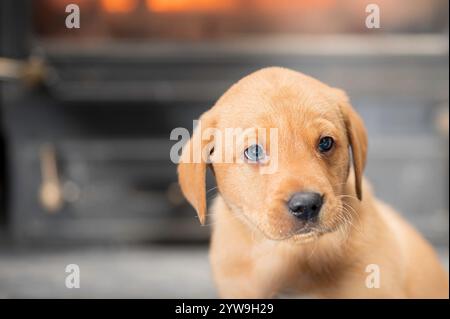 Ein Rotfuchs-Labrador-Welpe, auch bekannt als Ruby-Labrador Stockfoto