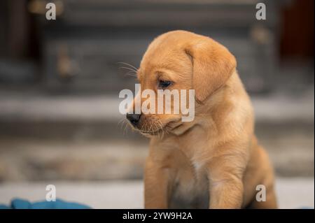 Ein Rotfuchs-Labrador-Welpe, auch bekannt als Ruby-Labrador Stockfoto