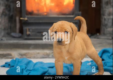 Ein Rotfuchs-Labrador-Welpe, auch bekannt als Ruby-Labrador Stockfoto