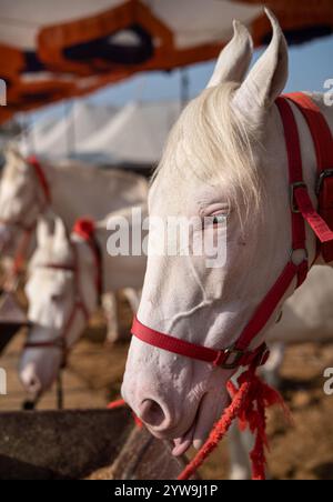 Pushkar Camel Fair Stockfoto