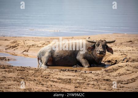 Wasserbüffel, die sich im Mekong auf der Insel Don Daeng, Muang, in der Nähe von Pakse, Provinz Champasak, Laos, abkühlen, Südostasien Stockfoto