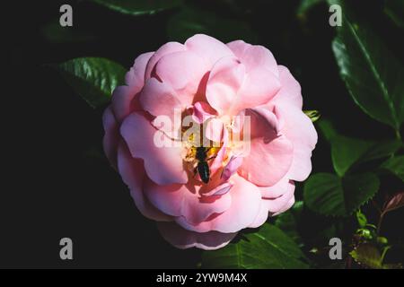 Eine Nahaufnahme einer rosa Rose in voller Blüte. Stockfoto