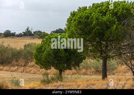 Landlandschaft mit mehreren zahmen Kiefern und einigen Stromleitungen im Hintergrund Stockfoto