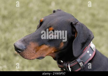 Seitliches Porträt eines männlichen unbeschnittenen dobermanns auf natürlichem Grashintergrund mit einem schicken breiten roten und schwarzen Lederkragen, weichem Ausdruck und Stockfoto