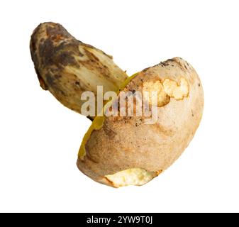 Frisch geernteter Pilz auf weißem Hintergrund. Stockfoto