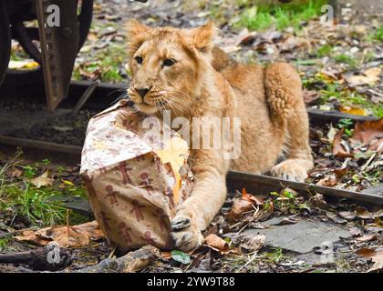 London, Großbritannien. Dezember 2024. ***NUR REDAKTIONELLE VERWENDUNG*** Weihnachten kommt früh im ZSL London Zoo während eines Fotoanrufs mit gefährdeten asiatischen Löwenjungen, die festliche Leckereien im ZSL London Zoo in London, England genießen. UK. Dienstag, 10. Dezember 2024 Credit: Famous/Alamy Live News Stockfoto