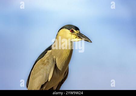 Wasservogel mit dem Himmel im Hintergrund in Barra da Tijuca in Rio de Janeiro Rio de Janeiro, RJ, Brasilien, Südamerika Stockfoto