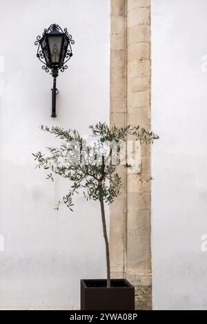 Kleiner Olivenbaum vor einer weißen Hausfassade, Dekoration, Martina Franca, Apulien, Italien, Europa Stockfoto