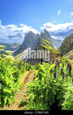 Der malerische Wanderweg schlängelt sich durch üppige Vegetation und führt unter einem pulsierenden Sommer in Richtung der beeindruckenden seceda-Bergkette in den dolomiten in italien Stockfoto