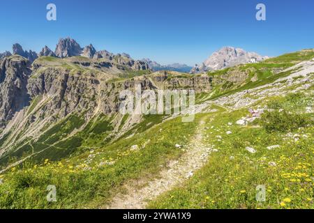 Der malerische Wanderweg schlängelt sich durch pulsierende Wiesen mit bunten Wildblumen und führt zu den majestätischen Gipfeln des Tre cime di lavaredo in der italienischen Provinz Stockfoto