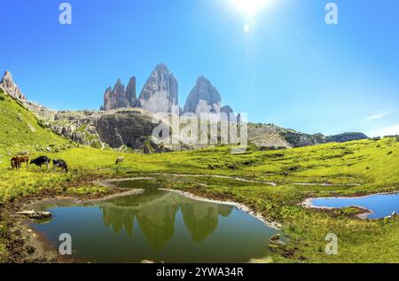 Kühe weiden in der Nähe eines kleinen Sees, der die Gipfel der Tre cime di lavaredo in den italienischen dolomiten an einem schönen sonnigen Sommertag reflektiert Stockfoto