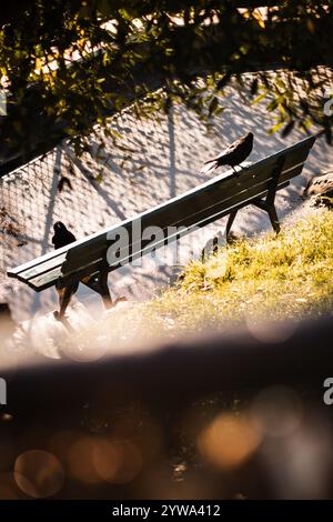 Abstraktes Foto von zwei Krähen, die im Herbst auf einer Bank in Montmartre in Paris die Sonne genießen Stockfoto