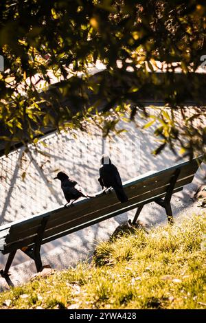 Abstraktes Foto von zwei Krähen, die im Herbst auf einer Bank in Montmartre in Paris die Sonne genießen Stockfoto