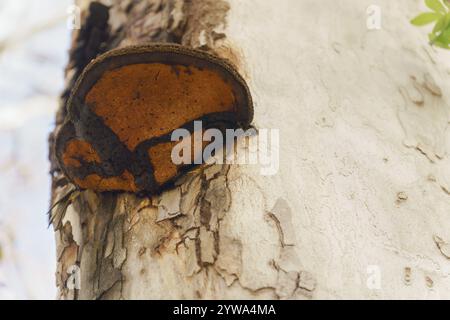 Unteransicht eines ganoderma lucidum-Pilzes auf einem Baumstamm Stockfoto