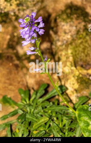 Natürliche Nahaufnahme einzelner Blütenspitze von Primula marginata. Aufmerksamkeit erregend, schön, blühend, rot, kühl, großzügig, atemberaubend, mutig Stockfoto