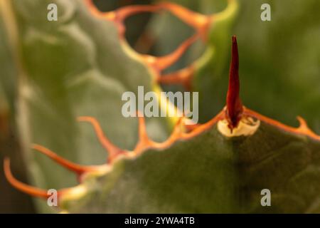 Wicket-Spike von Agave Parrasana, Kohlkopf-Agaven. Natürliches Nahaufnahme-Pflanzenporträt. Faszinierend, einnehmend, Abstraktion, Fantasie, Eindruck Stockfoto