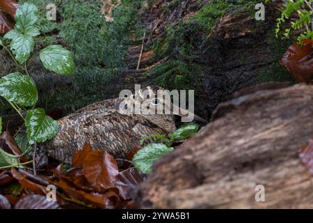 Waldschnepfe, Wald-Schnepfe, Scolopax rusticola, eurasischer Holzhahn, La Bécasse des bois Stockfoto