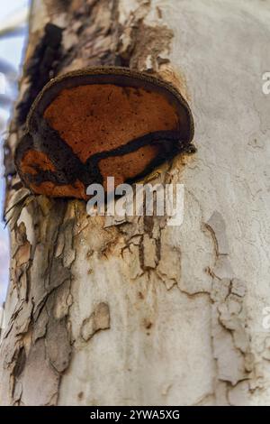 Unteransicht eines ganoderma lucidum-Pilzes auf einem Baumstamm Stockfoto