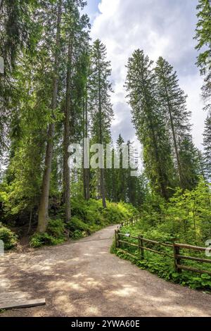 Der malerische Wanderweg schlängelt sich durch einen ruhigen Wald mit hoch aufragenden Kiefern und üppigem Grün in den italienischen dolomiten Stockfoto
