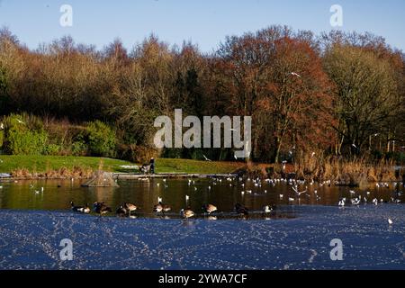 Vögel auf dem teilweise gefrorenen Clarence Park Lido, Bury, Lancashire. Stockfoto