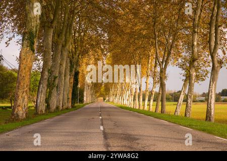 Klassische gerade französische Straße, gesäumt von Plane Bäumen im Herbst. Stockfoto