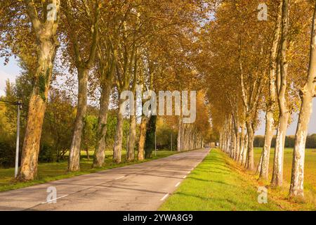 Klassische gerade französische Straße, gesäumt von Plane Bäumen im Herbst. Stockfoto
