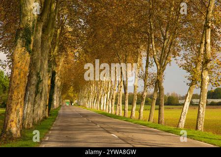 Klassische gerade französische Straße, gesäumt von Plane Bäumen im Herbst. Stockfoto