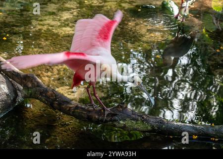 Rosenlöffelschnabel spreizt Flügel, während er über Wasser auf einem Baumzweig thront. Stockfoto