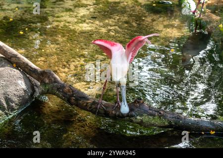 Rosenlöffelschnabel spreizt Flügel, während er über Wasser auf einem Baumzweig thront. Stockfoto