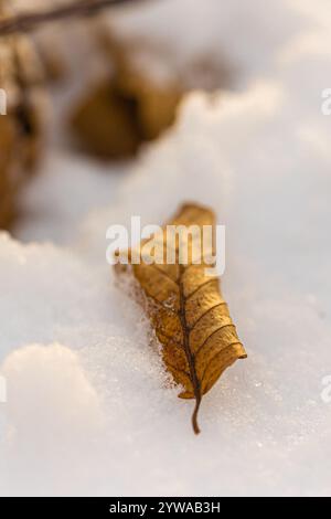 Nahaufnahme eines verwelkten Blattes einer Buche, das teilweise im Schnee liegt Stockfoto