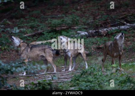 DATUM NICHT ANGEGEBEN WOLFSGEHEUL... Graue Wölfe Canis Lupus , Wolfsrudel nach Einbruch der Dunkelheit, Europäischer Wolf, Wölfe im Rudel, Wolfsvorkommen in Deutschland *** Graue Wölfe, Heulende Wölfe, Rudel Wölfe, Heulen von Wölfen, Deutschland, Europa. Graue Wölfe / Graue Wölfe / Wolfsrudel * Canis Lupus *, Heulende Wölfe, Rudel Wölfe, Heulen der Wölfe, Europa. Deutschland, Westeuropa Stockfoto