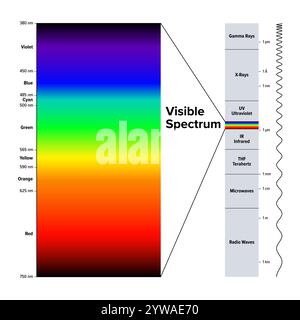 Elektromagnetisches Spektrum und separates Hervorheben des sichtbaren Spektrums. Diagramm der elektromagnetischen Strahlung, geordnet nach Wellenlänge in Metern. Stockfoto