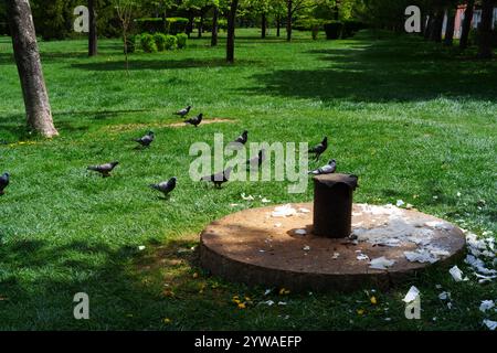 Tauben auf dunkelblauem Gras im Schatten der Natur Stockfoto