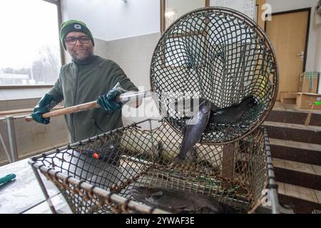 Litomysl, Tschechische Republik. Dezember 2024. Weihnachtsverkauf von Fisch in Litomysl, Tschechische Republik, 10. Dezember 2024. Karpfen ist traditionelles tschechisches Essen am Weihnachtsabend. Quelle: Josef Vostarek/CTK Photo/Alamy Live News Stockfoto