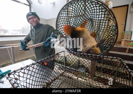 Litomysl, Tschechische Republik. Dezember 2024. Weihnachtsverkauf von Karpfen in Litomysl, Tschechische Republik, 10. Dezember 2024. Karpfen ist traditionelles tschechisches Essen am Weihnachtsabend. Quelle: Josef Vostarek/CTK Photo/Alamy Live News Stockfoto