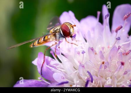 Marmelade Hoverfly (Episyrphus balteatus) Weibchen essen Pollen auf einem violetten Feld Scabious Stockfoto