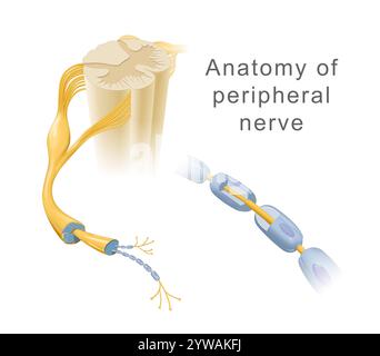 Darstellung der Anatomie des peripheren Nervus Stockfoto