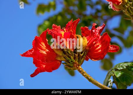 Blumen des afrikanischen Tulpenbaums (Spathodea campanulata) in Nahaufnahme auf einem Baum Stockfoto