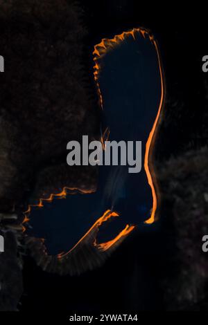 Platax pinnatus, ein junger gefiederter Spadefish, zeigt lebendige orange und schwarze Markierungen, während er über einem flachen Korallenriff in Indonesien schwingt. Stockfoto