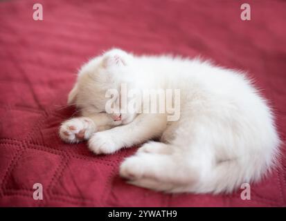 Eine süße weiße britische Katze schläft auf rotem Hintergrund. Stockfoto