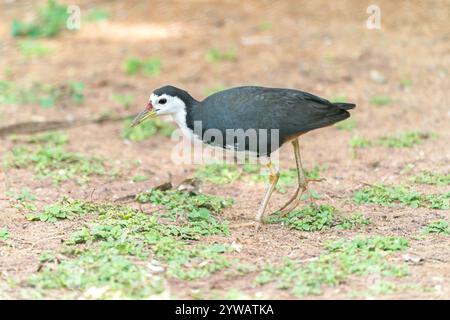 Weißbrust Wasserhaufen, Amaurornis phoenicurus, alleinerziehender Erwachsener auf dem Boden, Sri Lanka Stockfoto