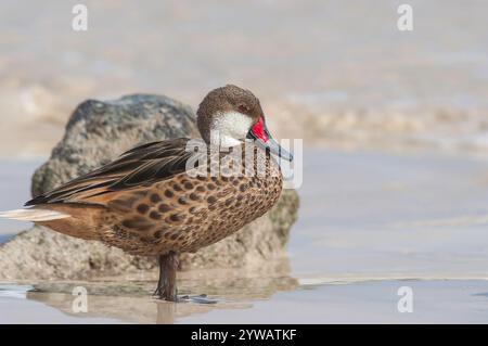 weißwangenschwanz, Anas bahamensis, alleinstehender Erwachsener am Sandstrand, Galapagos-Inseln, Ecuador Stockfoto