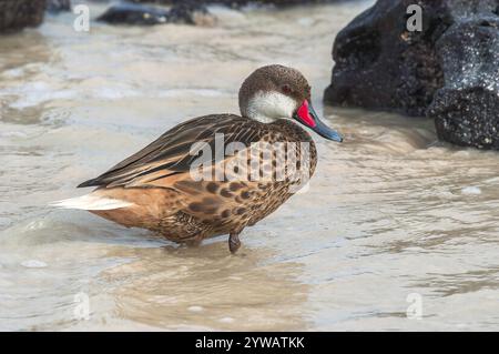 weißwangenschwanz, Anas bahamensis, alleinstehender Erwachsener am Sandstrand, Galapagos-Inseln, Ecuador Stockfoto