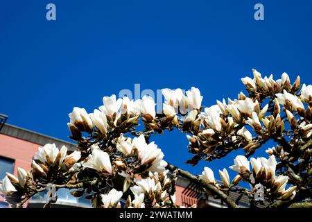 Magnolienbaum in Blüte. Die leichte Brise bewegt wunderschöne rosafarbene Magnolienblüten im Frühling. Magnolie ist ein Laubbaum mit großen frühen Blüten, die von weiß über rosa bis violett reichen Stockfoto