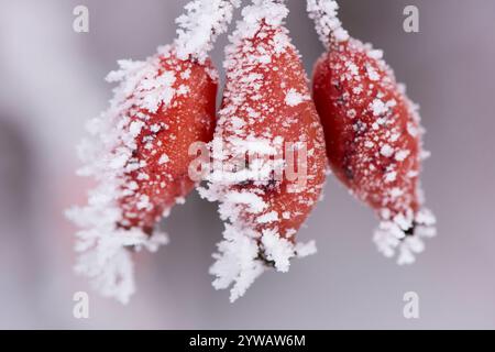 Raureif im Frost Rote Hagebutten Beeren mit Raureif bei Frost am Lech bei Landsberg *** Raureif im Frost Rote Hagebuttenbeeren mit Raureif im Frost Stockfoto