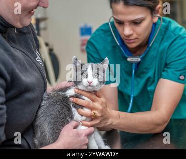 tierarzt und Tierärztin untersuchen eine Katze Stockfoto